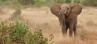 Ученые доказали, что слоны слышат звуки дождя на расстоянии 200 км