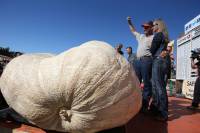 В Калифорнии садовод-любитель вырастил тыкву весом более 900 кг