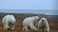 Россия решила расширить свои владения в Арктике