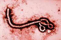 Главврач Украины припугнул, что риск проникновения в страну вируса Эбола — высокий