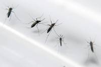 Ученые выяснили, почему комары так «любят» человека
