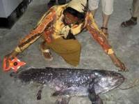 Индонезийский рыбак умудрился поймать... ископаемую рыбу