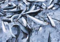 Россия не пустила в Крым 40 тонн украинской рыбы