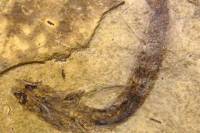 Ученые обнаружили древнейшие следы зрения у позвоночных