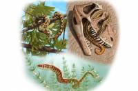 Ученые обнаружили древнейшие ископаемые змеи на планете