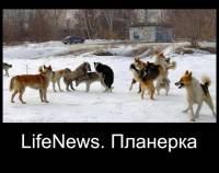 «В ожидании выхода к прессе российские журналисты нюхают друг другу под хвостом»: неадекваты из Lifenews здорово повеселили соцсети