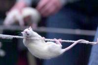 Можете не верить, но ученым удалось победить крысиный алкоголизм
