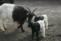 Одни из самых древнейших коз в Европе привели потомство в столичном зоопарке