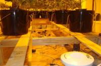 На Киевщине иностранец соорудил уникальную теплицу для выращивания канабиса