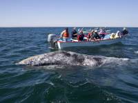 У побережья Мексики кит… выпрыгнул из воды и упал на катер. Одна женщина погибла, два человека ранены