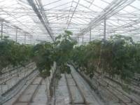 Неизвестные с автоматами захватили херсонский комбинат. Есть информация, что это боевики Правого сектора /СМИ/