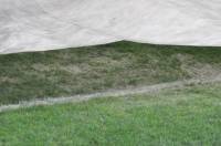 Сегодня «Динамо» с «Эвертоном» будут играть на самом настоящем огороде