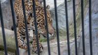 В Харьковской области в зоопарке ягуар напал на женщину