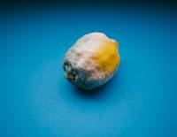Фразцуз решил доказать миру, что даже в гнилом лимоне есть что-то от высокого искусства