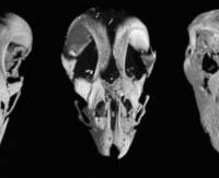 Американские ученые зачем-то создали кур с... головами динозавров