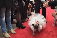 В Австралии на собачьей свадьбе двух мопсов «невеста» была в платье, стоимостью почти в две тысячи долларов