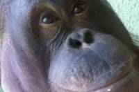 Британские орангутанги – не хуже ученых... Они даже научились делать селфи