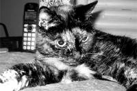 В США умерла самая старая в мире кошка