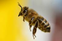 Из-за обычной пчелы в Англии пришлось внепланово сажать целый самолет