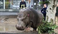 Более 300 животных из зоопарка Тбилиси погибли. Из-за наводнения