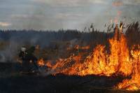 Чрезвычайный уровень пожарной опасности на Киевщине сохраняется