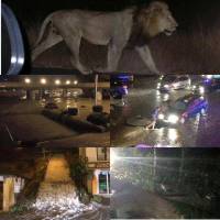 По данным зоопарка Тбилиси, в ходе наводнения погибли более половины питомцев и трое сотрудников
