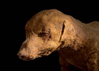 В Египте откопали восемь миллионов мумифицированных собак. Их выращивали на спецфермах для жертвоприношений