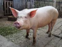 В трех областях Украины зафиксированы случаи африканской чумы свиней