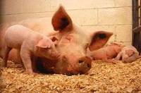 Под Киевом зафиксирована вспышка африканской чумы у свиней