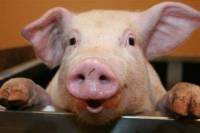 Россия начинает воротить нос от украинских свиней