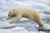 Белые медведи бьют рекорды пребывания под водой