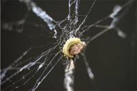 Ученые выяснили, как пауки превращаются в зомби-ткачей