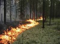 Под Киевом пылают 19 га хвойного леса
