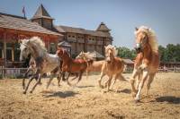 В «Парке Киевская Русь» покажут коней 20 разных пород