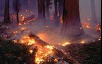 В Киеве более 7 часов тушат масштабный пожар в лесу