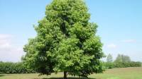 Ученые подсчитали количество деревьев на планете
