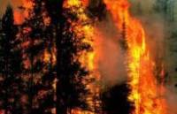 Пожар под Киевом продолжается. Чтобы остановить огонь спасатели рубят деревья