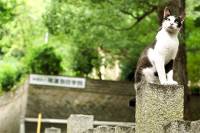 Интернет-пользователи могут увидеть японский городок глазами кошки