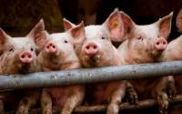 На Черниговщине зафиксирован очередной случай африканской чумы свиней