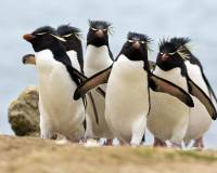 Ученых не на шутку озадачила супружеская верность хохлатых пингвинов