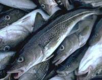 Из-за аннексии Крыма Украина потеряла до 60% вылова рыбы