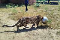 В Индии леопард, напившись воды, застрял головой в горшке