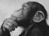 Выход «мудрой обезьяны»