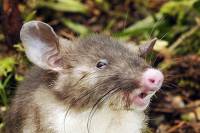 В Индонезии нашли неизвестный доселе вид хоботковых крыс