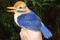 Птичку жалко... Ученый из США убил редкую птицу, чтобы отдать ее в музей