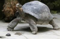 На знаменитых своими гигантскими черепахами Галапагосских островах найден совершенно новый вид черепахи