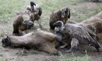 Экологи бьют тревогу: африканские грифы на грани вымирания