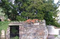 Можете не верить, но древнейшее дерево Великобритании... начало менять пол