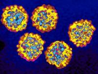 Создано лекарство, очень быстро убивающее вирус гепатита С