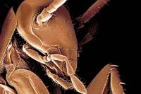 Выяснилось, что челюсти у тараканов в пять раз мощнее, чем у человека